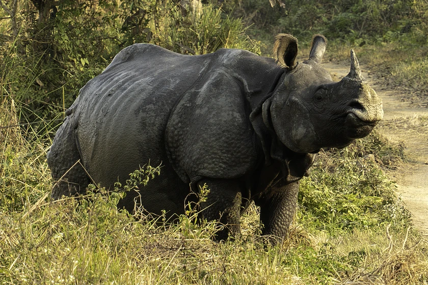Greater one-horned rhinoceros at Kaziranga, Assam, with its horn visible in side profile