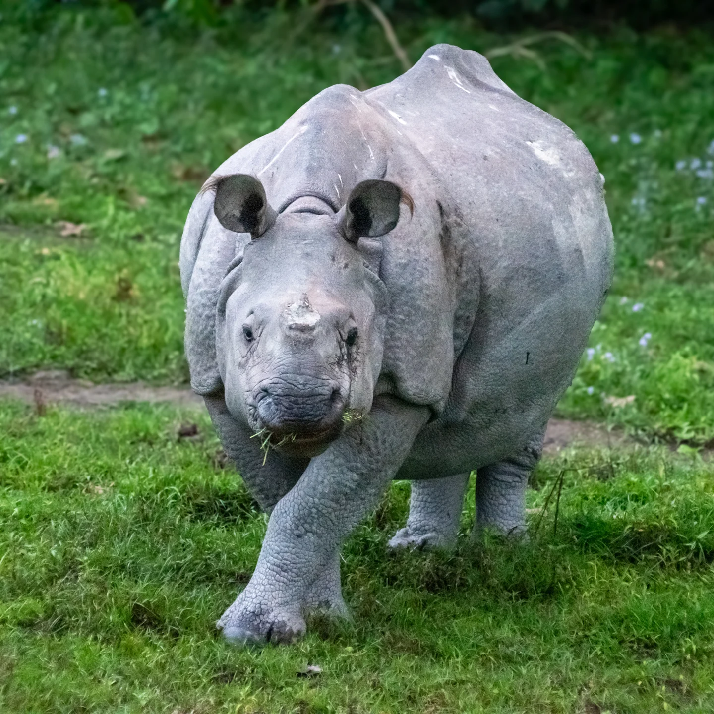 Indian rhinoceros at Kaziranga, Assam