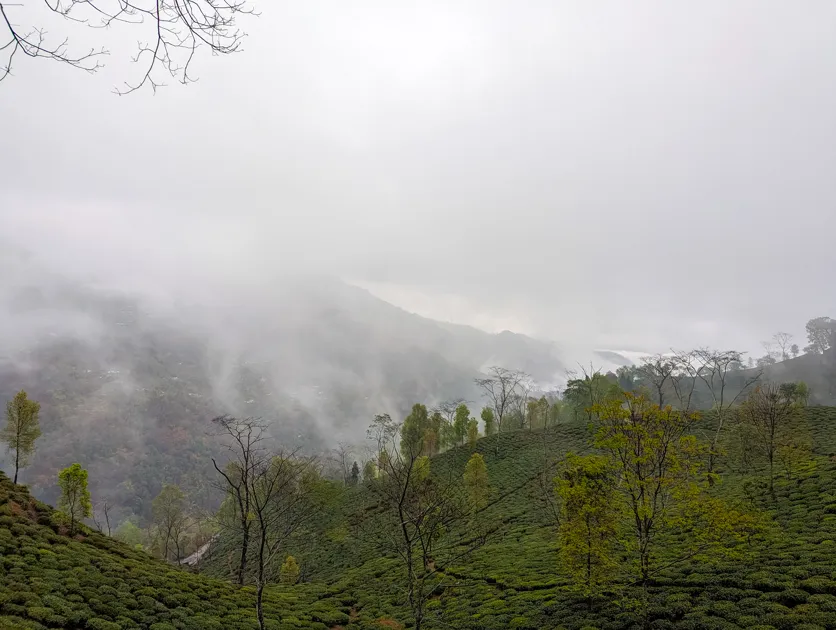 Tea gardens at Namring, Darjeeling