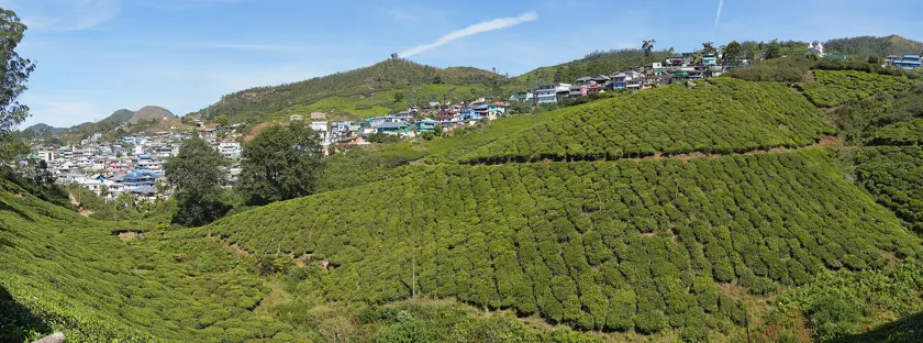 Tea plantations in Munnar, Kerala